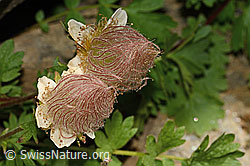 Geum reptans (C349555) Geum reptans (C349555)