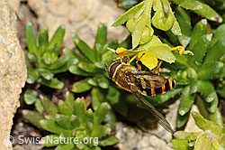 Syrphus ribesii on Saxifraga aizoides (C349557) Syrphus ribesii on Saxifraga aizoides (C349557)