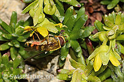 Syrphus ribesii on Saxifraga aizoides (C349560) Syrphus ribesii on Saxifraga aizoides (C349560)