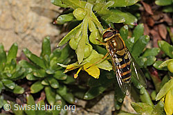 Syrphus ribesii on Saxifraga aizoides (C349563) Syrphus ribesii on Saxifraga aizoides (C349563)