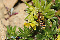 Syrphus ribesii on Saxifraga aizoides (C349564) Syrphus ribesii on Saxifraga aizoides (C349564)