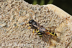 C349575: Crabro peltatus (Grabwespe) mit Mondfleck-Feldschwebfliege (Eupeodes luniger)