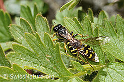 C349578: Crabro peltatus (Grabwespe) mit Mondfleck-Feldschwebfliege (Eupeodes luniger)