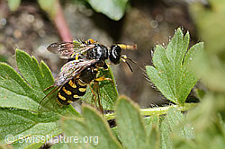 C349580: Crabro peltatus (Grabwespe) mit Mondfleck-Feldschwebfliege (Eupeodes luniger)e