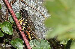C349581: Crabro peltatus (Grabwespe) mit Mondfleck-Feldschwebfliege (Eupeodes luniger)