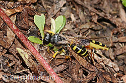 C349582: Crabro peltatus (Grabwespe) mit Mondfleck-Feldschwebfliege (Eupeodes luniger)