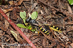 Mondfleck-Feldschwebfliege (Eupeodes luniger)