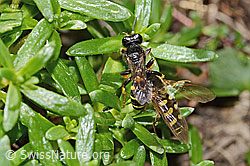C349589: Crabro peltatus (Grabwespe) mit Mondfleck-Feldschwebfliege (Eupeodes luniger)