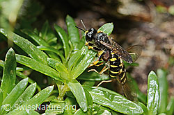 Crabro peltatus with Eupeodes luniger (08.2025, C349590) Crabro peltatus with Eupeodes luniger (08.2025, C349590)
