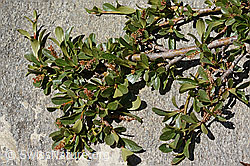 Salix retusa (C349597) Salix retusa (C349597)