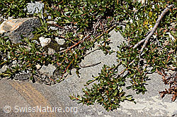 Salix retusa (C349598) Salix retusa (C349598)
