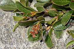 Salix retusa (C349600) Salix retusa (C349600)