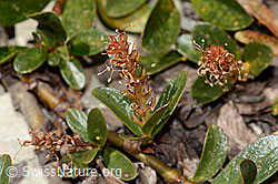 Salix retusa (08.2025, C349602) Salix retusa (08.2025, C349602)
