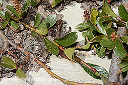 Salix retusa (C349603) Salix retusa (C349603)