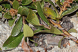 Salix retusa (C349604) Salix retusa (C349604)