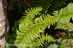 Polystichum lonchitis (C349622) Polystichum lonchitis (C349622)