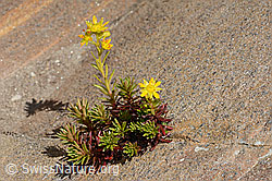 Saxifraga aizoides (C349625) Saxifraga aizoides (C349625)