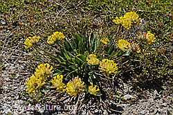 Anthyllis vulneraria ssp. alpestris (C349626) Anthyllis vulneraria ssp. alpestris (C349626)