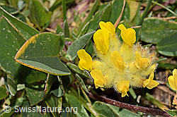 Anthyllis vulneraria ssp. alpestris (C349627) Anthyllis vulneraria ssp. alpestris (C349627)