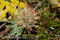 Anthyllis vulneraria ssp. alpestris (C349628) Anthyllis vulneraria ssp. alpestris (C349628)