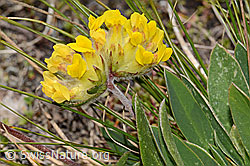 Anthyllis vulneraria ssp. alpestris (C349631) Anthyllis vulneraria ssp. alpestris (C349631)