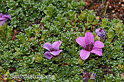 Saxifraga oppositifolia (C349647) Saxifraga oppositifolia (C349647)