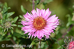Aster novae-angliae (C353064)