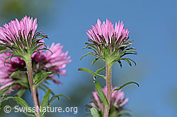 Aster novae-angliae (C353072)