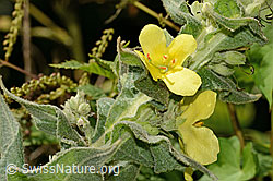 Foto: Grossblütige Königskerze (Verbascum densiflorum)
