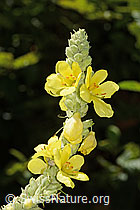 Foto: Grossblütige Königskerze (Verbascum densiflorum)