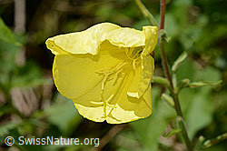 Foto: Zweijährige Nachtkerze (Oenothera biennis)