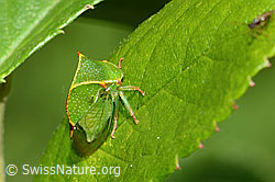 C353077: Büffelzikade (Stictocephala bisonia)