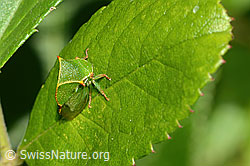 C353082: Büffelzikade (Stictocephala bisonia)