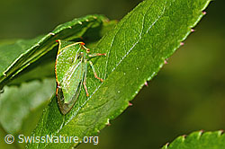 C353084: Büffelzikade (Stictocephala bisonia)