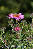 Aster novae-angliae (C353088)