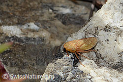 Sumpferdzikade (Stroggylocephalus agrestis) (C353708)