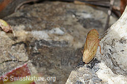 Sumpferdzikade (Stroggylocephalus agrestis) (C353712)