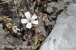 Felsen-Leimkraut (Silene rupestris) (08.2025, C353715)