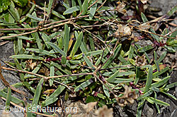 Silene rupestris (C353716)