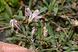 Felsen-Leimkraut (Silene rupestris) (08.2025, C353717)