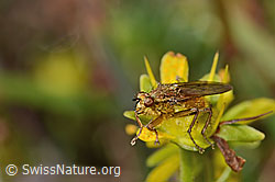Gelbe Dungfliege (Scathophaga stercoraria) auf Bewimpertem Steinbrech (Saxifraga aizoides) (C353722)