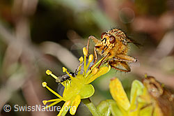 Gelbe Dungfliege (Scathophaga stercoraria) auf Bewimpertem Steinbrech (Saxifraga aizoides) (C353726)