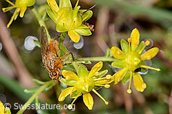 Gelbe Dungfliege (Scathophaga stercoraria) auf Bewimpertem Steinbrech (Saxifraga aizoides) (C353727)