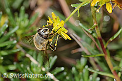 Eristalis tenax on Saxifraga aizoides (C353732)