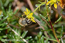 Eristalis tenax on Saxifraga aizoides (C353733)