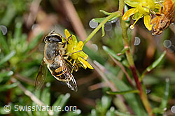 Eristalis tenax on Saxifraga aizoides (C353734)