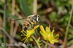 Eristalis tenax on Saxifraga aizoides (C353736)