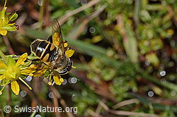 Eristalis tenax on Saxifraga aizoides (C353742)
