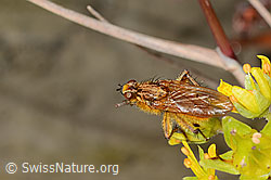 Gelbe Dungfliege (Scathophaga stercoraria) auf Bewimpertem Steinbrech (Saxifraga aizoides) (C353747)