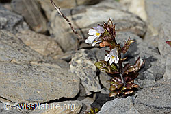 Zwerg-Augentrost (Euphrasia minima) (C353763)
